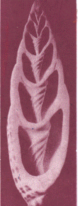 Logo van de praktijk